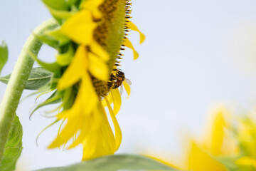 満開のひまわりとミツバチ