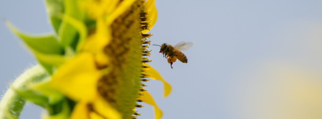 満開のひまわりとミツバチ