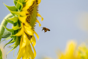 満開のひまわりとミツバチ