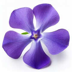 Fototapeta premium Beautiful purple flower with delicate petals and vibrant color.
