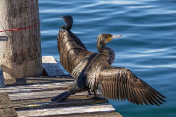 Kormoran