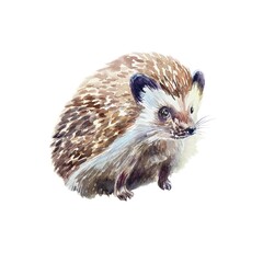 Hedgehog sitting. Hand drawn watercolor illustration of forest animal isolated on white. Postcards, books, posters, Nature and Wildlife Protection Day