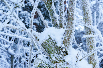 Beautiful winter landscape. Snow-covered branches in hoarfrost.