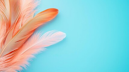 Feather abstract background idea. Vibrant pink and orange feathers arranged on a soft blue background for creativity.