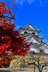 Fototapeta premium 国宝・彦根城・紅葉（滋賀県・彦根市）