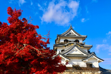 国宝・彦根城・紅葉（滋賀県・彦根市）