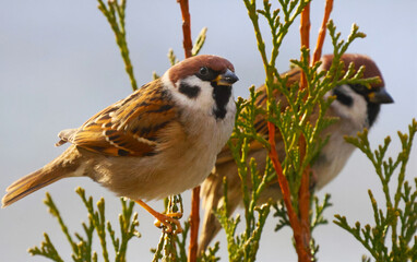 sparrows on a branch