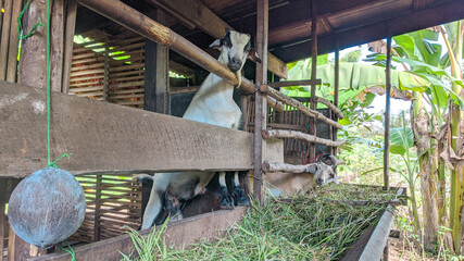Goats in traditional cages made of wood and located in the countryside. 