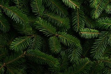 Lush Green Pine Needle Background Image
