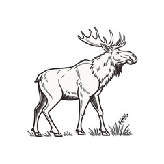 a moose vector art and illustratior
