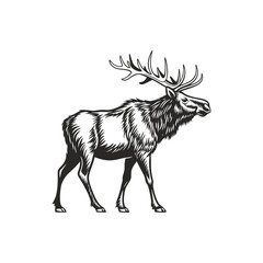 a moose vector art and illustratior