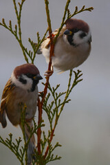 sparrow 