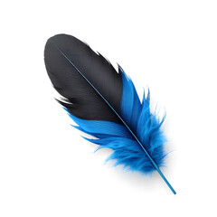 black blue feather isolated on white