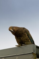 Curious Kea Parrot on Rooftop