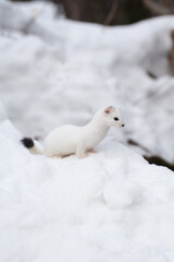 Ermine (Mustela erminea) Ermellino