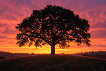 Fototapeta premium Lone oak tree silhouetted against vibrant sunrise over rolling hills