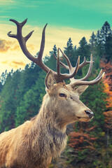 Portrait of a deer in a mountain forest during sunset. Vertical photo
