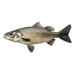 Fish in Detail: A detailed view of a fish showcasing its textured scales and streamlined form, perfect for use in any design.