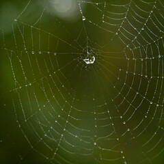 Obraz premium spider web with dew drops