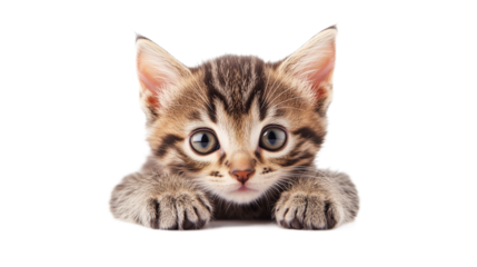 Tabby kitten with a curious expression being gently examined by a veterinarian without background