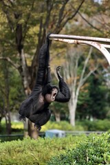 腕渡りで移動するフクロテナガザルのメス