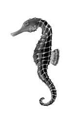 Fototapeta premium Cool seahorse illustration
