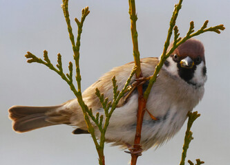sparrow