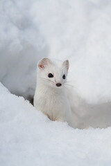 Ermine (Mustela erminea) Ermellino