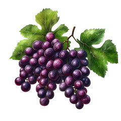 Fototapeta premium fresh bunch red grapes isolated on white transparent background