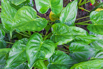 Alocasia Plant with Green Leaves