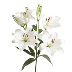 Elegant White Lilies with Green Leaves in Bright Lighting Background