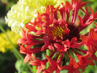 Zbliżenie na kwiat rośliny z gatunku Gaillardia © Kumulugma