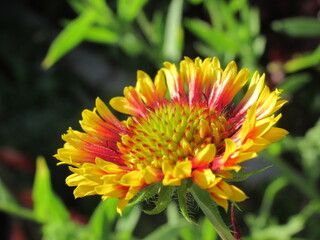 Zbliżenie na kwiat rośliny z gatunku Gaillardia © Kumulugma