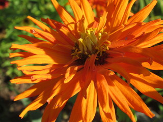 Zbliżenie na kwiat rośliny z gatunku cynia © Kumulugma