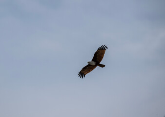 White-headed Fishing Sea Eagle hunting in Thailand