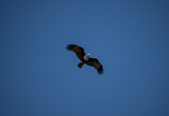 White-headed Fishing Sea Eagle hunting in Thailand