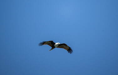 White-headed Fishing Sea Eagle hunting in Thailand