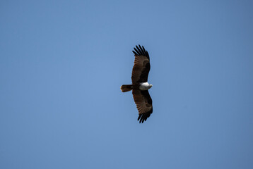 Obraz premium White-headed Fishing Sea Eagle hunting in Thailand