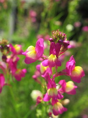 Zbliżenie na kwiaty rośliny Linaria maroccana © Kumulugma