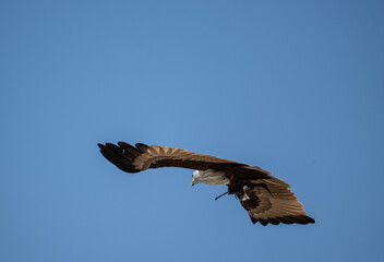 White-headed Fishing Sea Eagle hunting in Thailand