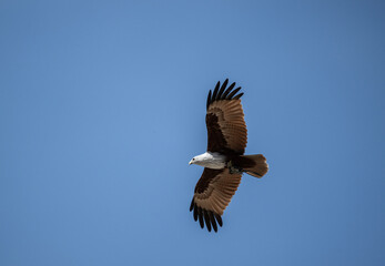 White-headed Fishing Sea Eagle hunting in Thailand