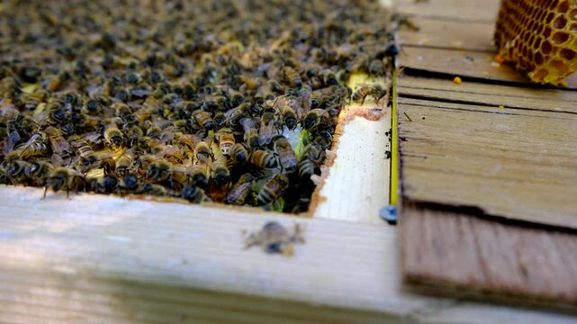 Hand held close up of lot of bees crawling on top and within beehive honey frames after removing lid to harvest some honey and inspect process