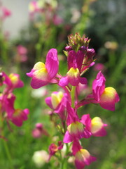 Zbliżenie na kwiaty rośliny Linaria maroccana © Kumulugma