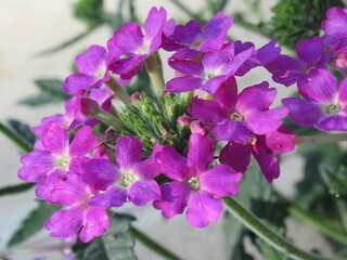 Zbliżenie na kwiat rośliny z gatunku werbena © Kumulugma