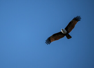 White-headed Fishing Sea Eagle hunting in Thailand