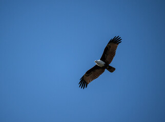 White-headed Fishing Sea Eagle hunting in Thailand
