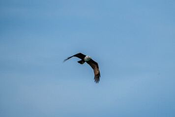 White-headed Fishing Sea Eagle hunting in Thailand