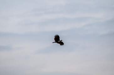 White-headed Fishing Sea Eagle hunting in Thailand