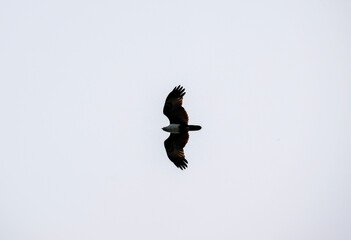 White-headed Fishing Sea Eagle hunting in Thailand