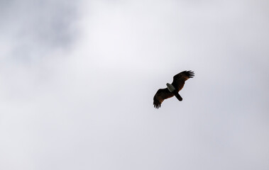 White-headed Fishing Sea Eagle hunting in Thailand